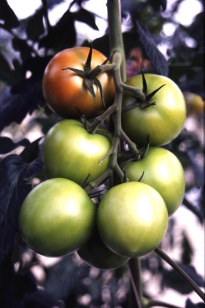 Tomaatti jamaica iso